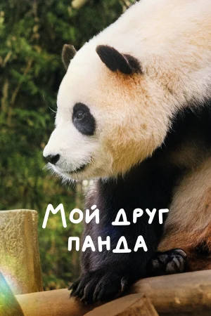 Мой друг панда  онлайн